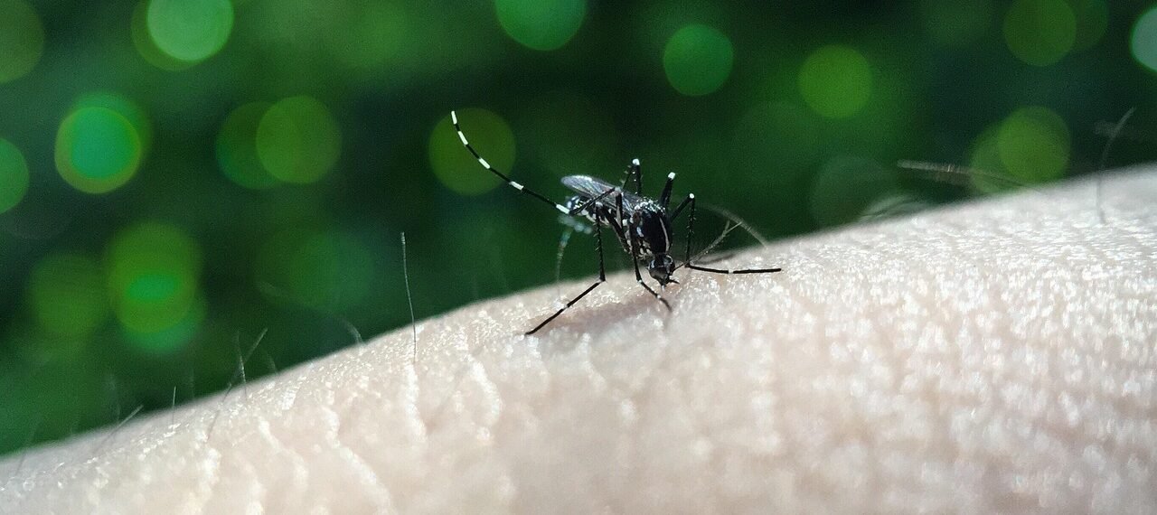 busy, animal, skin, dengue fever, sucking, sting, nature, bite, fever, bokeh