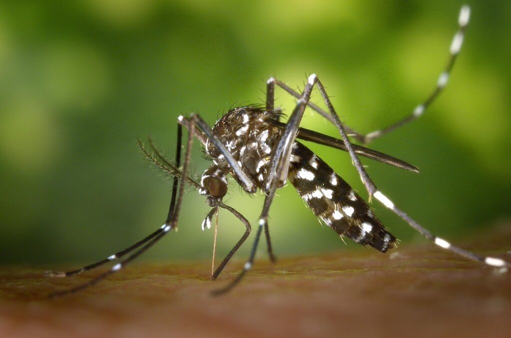 mosquito, insect, mosquito bite, blood sucker, nature, blood sucking, tiger mosquito, forest mosquito, asian tiger mosquito, aedes albopictus, animal, closeup
