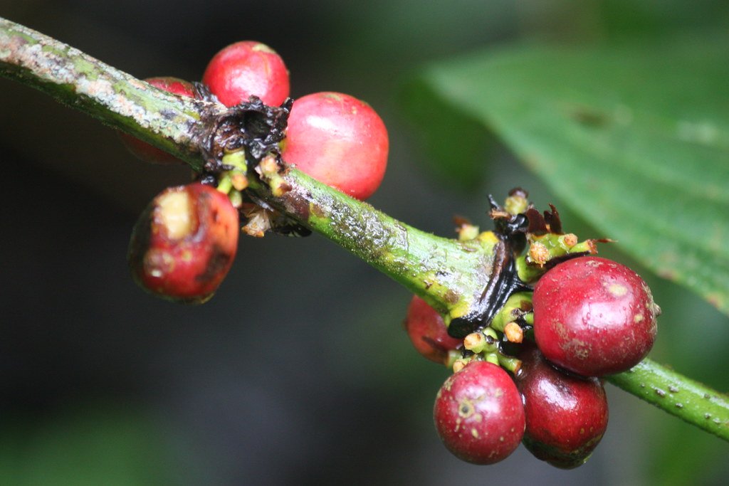 Bali Coffee Culture: Best Cafes & Luwak Coffee Truth