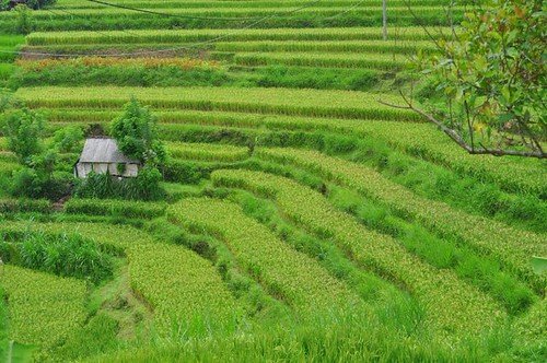 3 Peaceful Hotels in Sidemen Surrounded by Rice Terraces