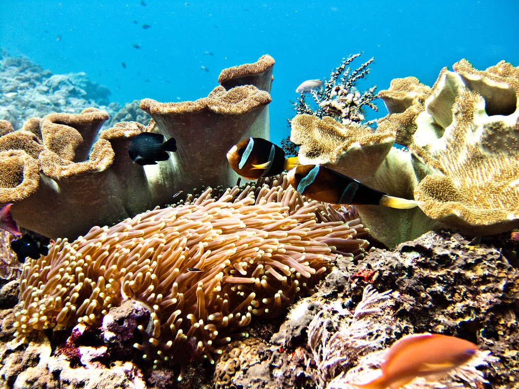 Best Hotels in Bali for Scuba Divers